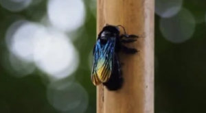 How to Get rid of Carpenter bees