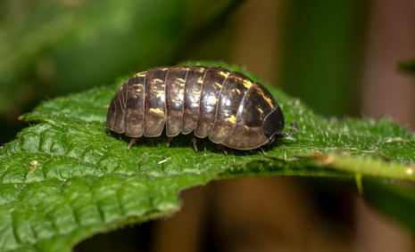 How to Get rid of Woodlice