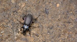 How to Identify Borer Infestation