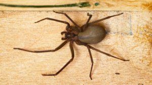 How to Identify Brown Recluse Spider