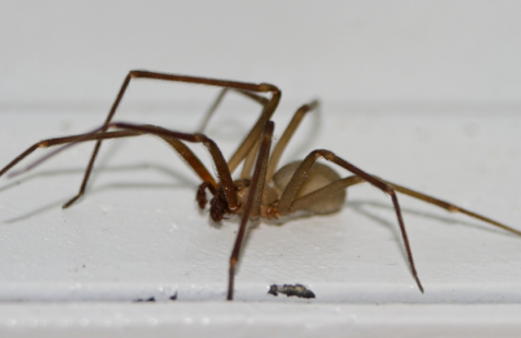 How to identify Brown Recluse Spider and Get rid of them?