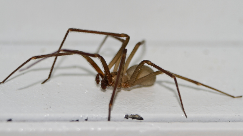 Brown Recluse Spider Identification