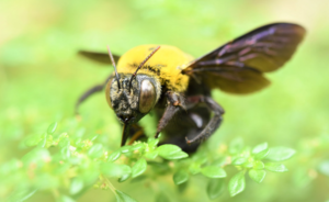 How to Identify Carpenter Bees