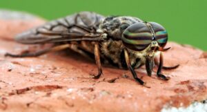 How to Identify Horse Flies