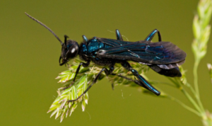 How to Identify Mud Daubers