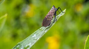 How to Identify Spotted Lanternflies?