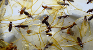 How to Identify Subterranean Termites