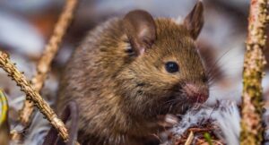 How to Identify a Rat Problem