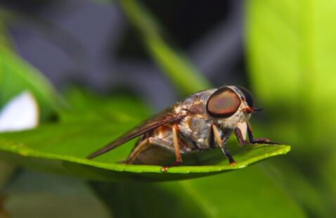 How to Identify and Get Rid of HorseFlies?