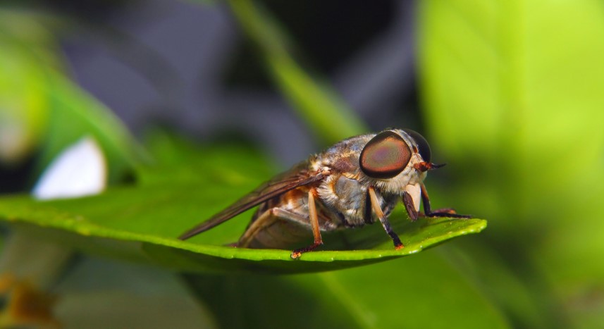 How to Identify and Get Rid of Horse Flies?