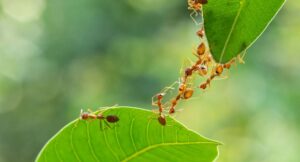 How to Keep Ants Away in Late Spring