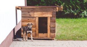 How to Keep Pests Out of a Dog House