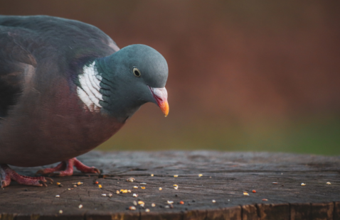 How to Keep Pigeons Away From Your House?