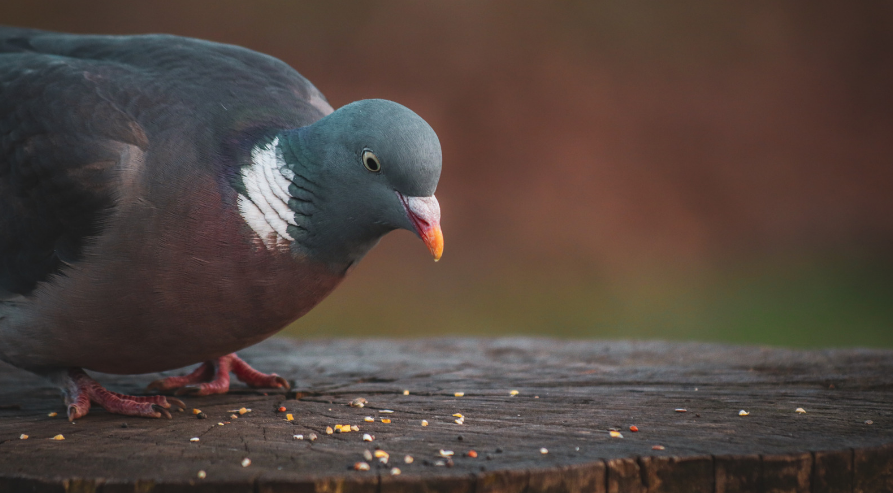 How to Keep Pigeons Away from your House