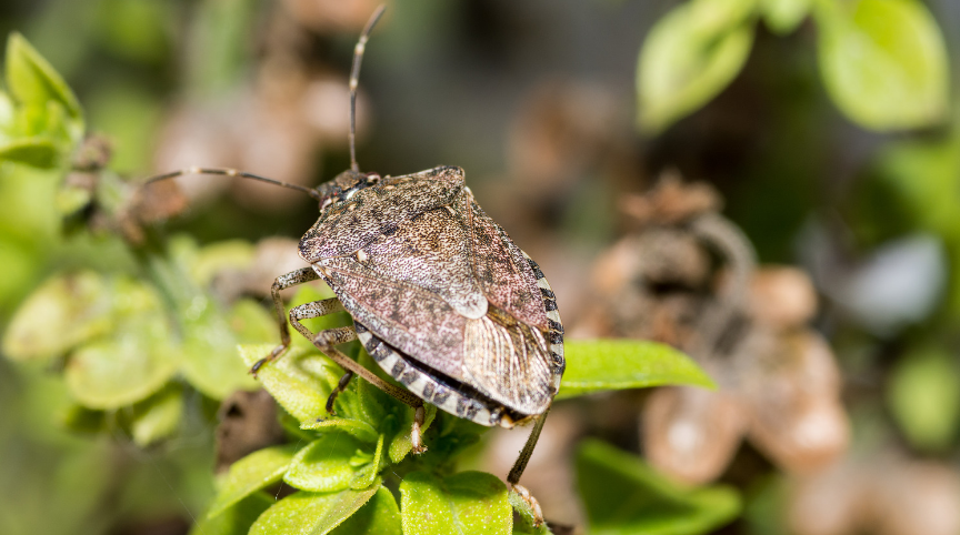 How to Keep Smelly Pests Away From your Home