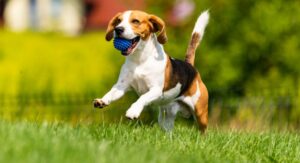 How to Prevent Bugs on Dogs