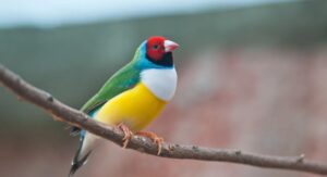 How to Prevent Finches from Home