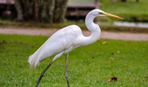 How to Prevent Herons