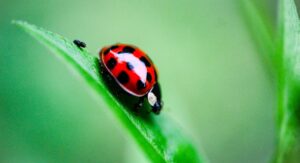 How to Prevent Ladybug Infestations