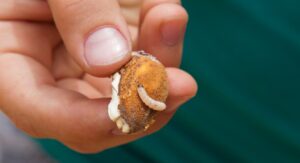 How to Prevent Maggots From Home