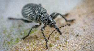 How to Prevent Weevils from Entering Your Home