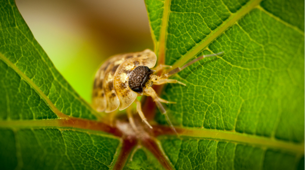 How to Prevent Woodlice Infestation?