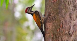 How to Prevent Woodpeckers