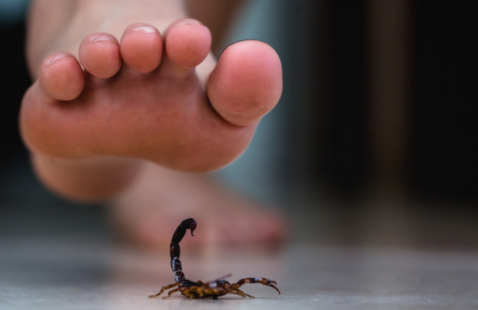 How to Protect Your Home from Scorpions?