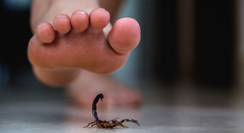 How to Protect Your Home from Scorpions