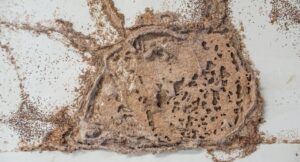 How to Remove a Mud Nest
