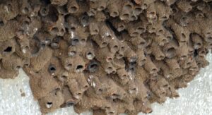 How to Remove a Mud Nest