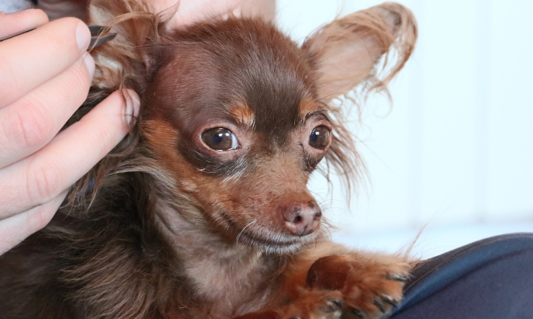 How to Remove a Tick from a Dog