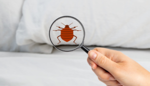 How to Sleep with Bed Bugs
