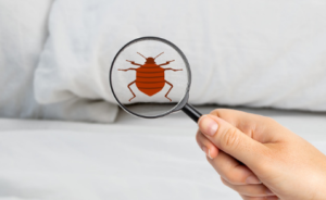 How to Spot Bed Bugs in a Hotel room