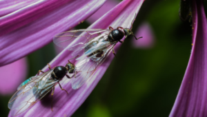 Hvordan skille mellom termitter og flygende maur