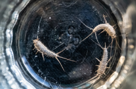 How to get rid of Silverfish