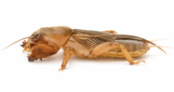 How to get rid of mole crickets