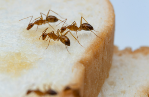 How to get rid of stored product insects