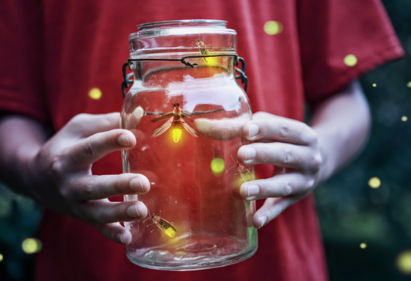 Humans are Contributing to Fireflies