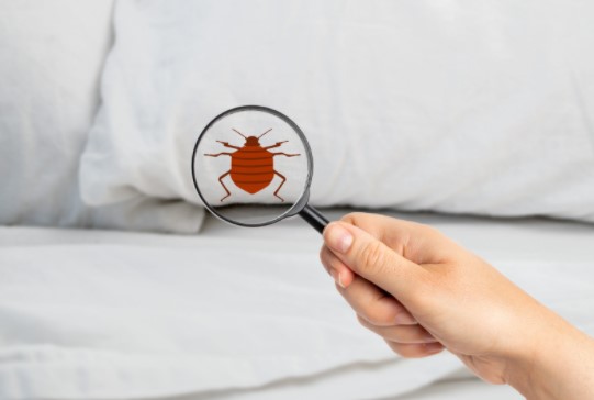 Identify Bed Bugs