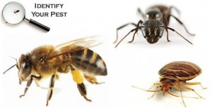 Identify Your Pest