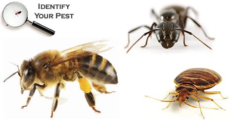 Identify Your Pest