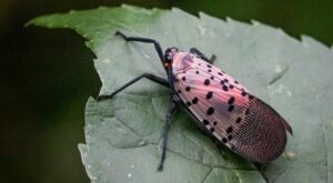 Identifying Lanternfly Eggs