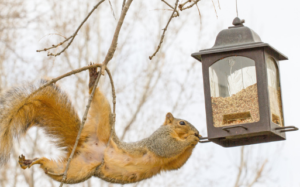 Install Rodent Proof Bird Feeders