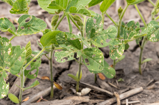 Integrated Pest Management for crops