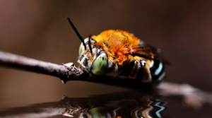 Interesting Facts about Summer Insects