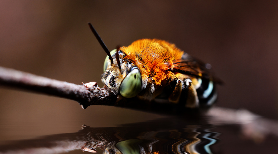 Interesting Facts about Summer Insects