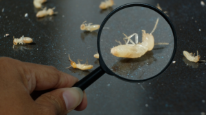 Is that a Termite or Flying Ant