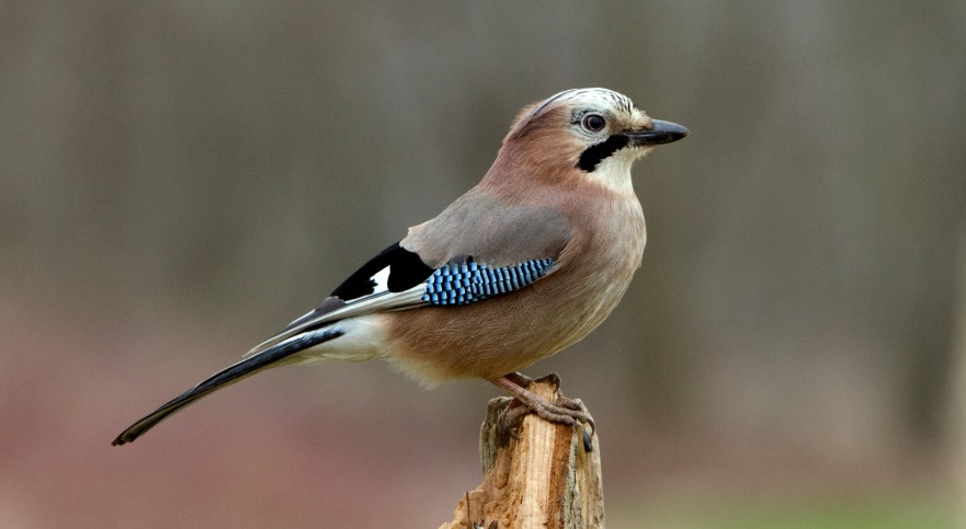 Is the Eurasian Jay Endangered