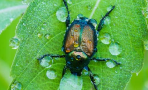 Japanese Beetles